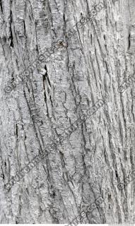 tree bark 0013